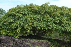 Ficus arnottiana